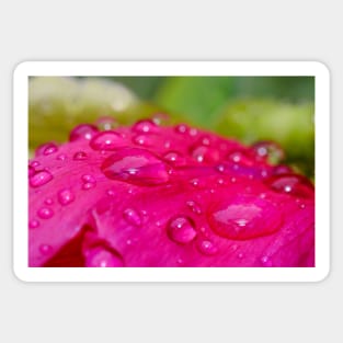 Raindrops on Petals. Flower Photography Sticker